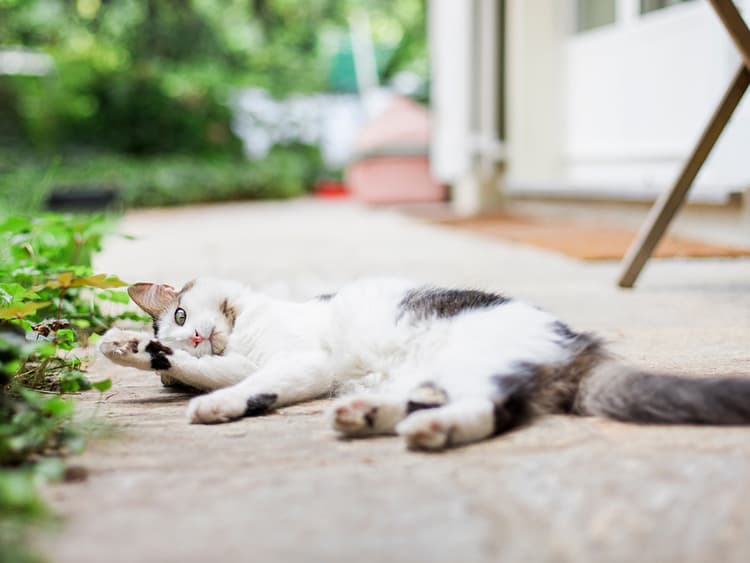 What to Know About Tapeworms in Cats