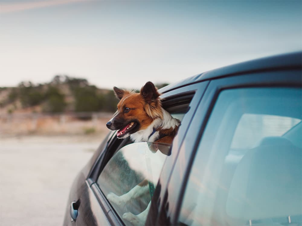 It Could Be Illegal For Your Florida Dog to Stick Their Head Out of a Car Window