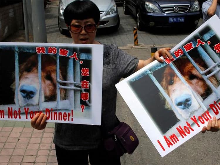 How You Can Help Stop the Yulin Dog Meat Festival
