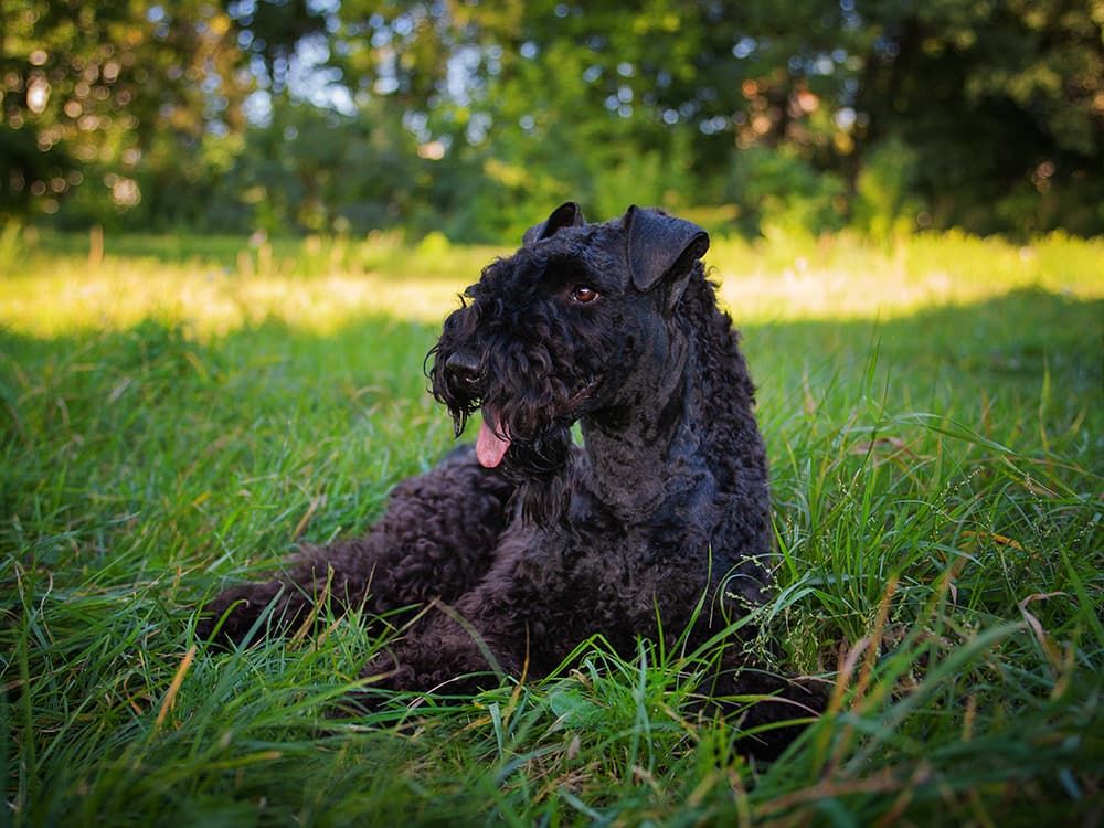 Kerry Blue Terrier