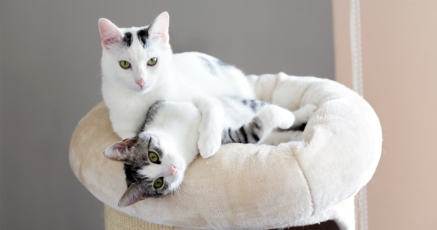 Do Male and Female Cats Get Along Better?