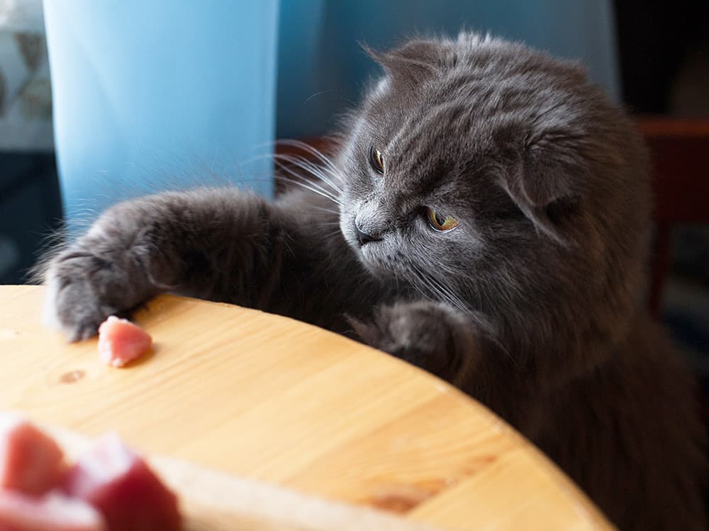 Is It Full Goblin-Mode Behavior for Your Cat to Play with Their Food?