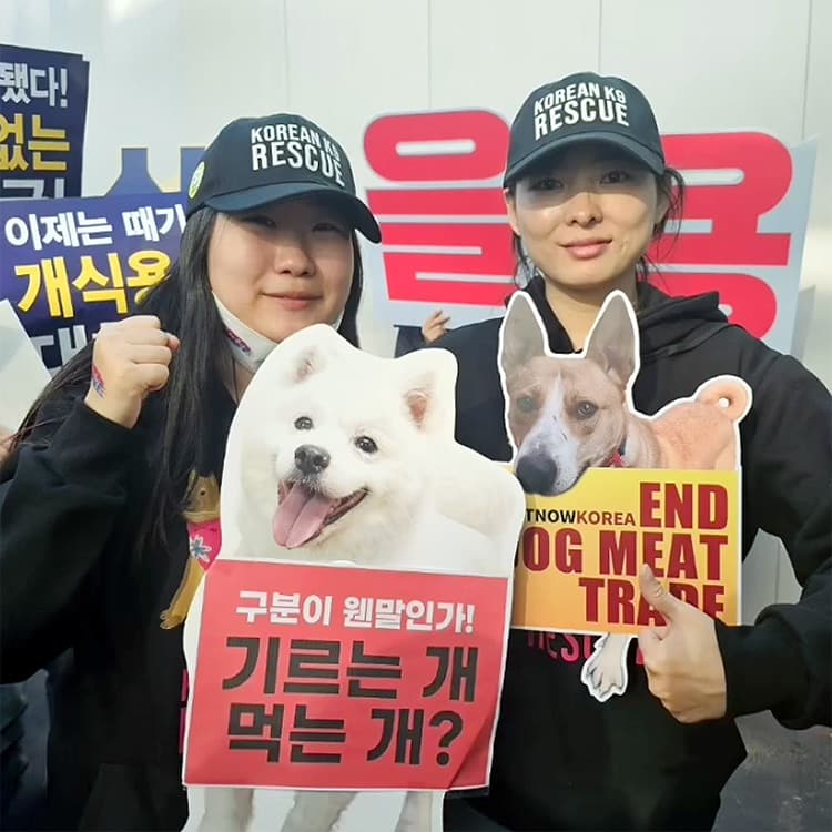 South Korea Passes Bill to Ban Their Dog Meat Industry—“This Is History in the Making”