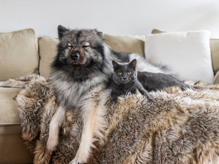 The Pros & Cons of Adding a Second Pet to the Fam