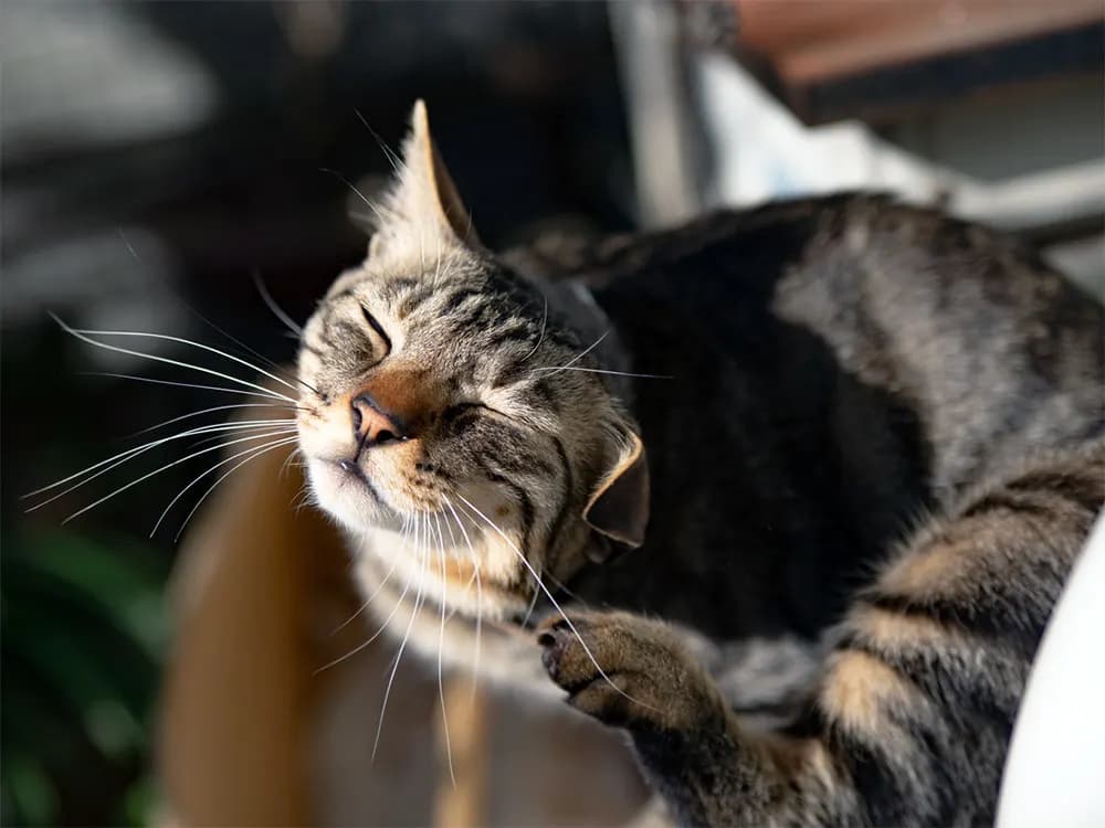 cat itching their ear