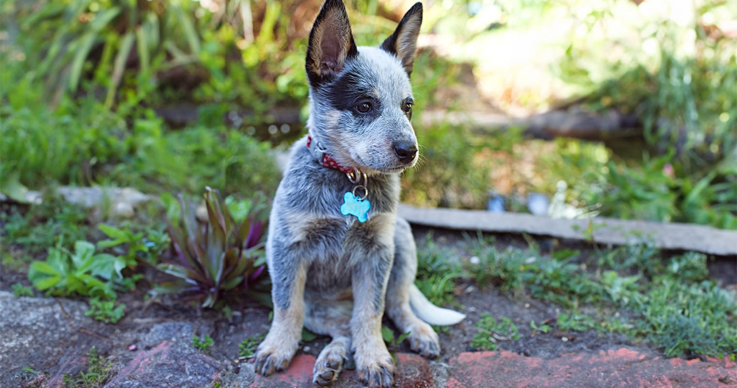 200+ Dog Names for Your New Blue Heeler