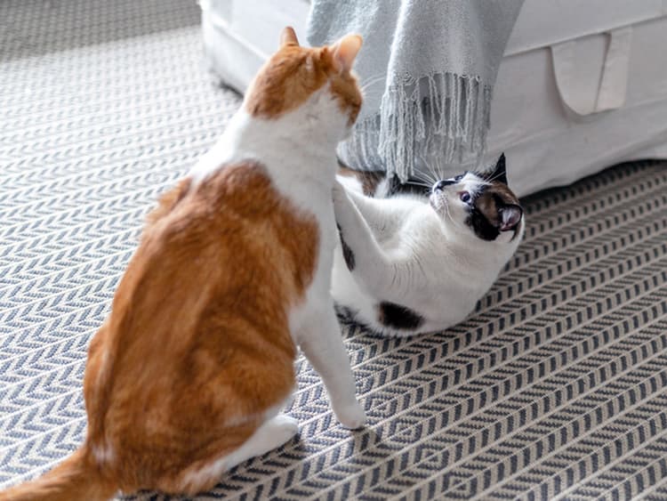 Recognizing Red Flags: Essential Warning Signs When Introducing Cats