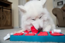 5 Ways To Curb Your Dog’s Picky Eating