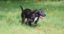 Help! Why Is My Dog So Hyper?