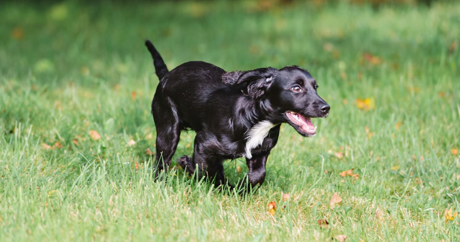 Help! Why Is My Dog So Hyper?