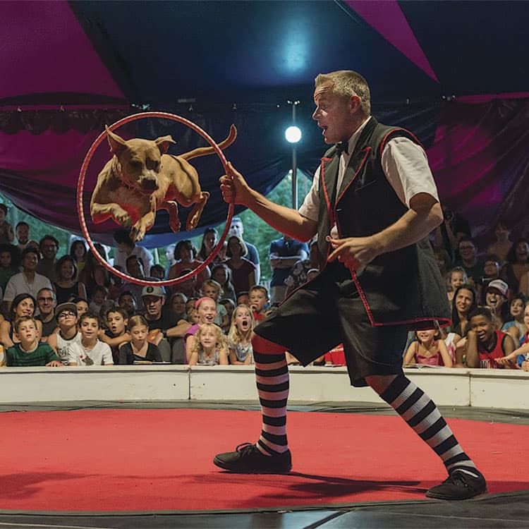 Midnight Circus: Rescue Dogs Steal the Show