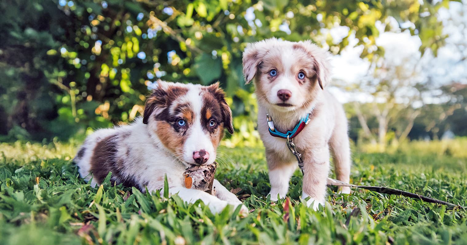 Everything You Need to Know About Merle Dogs