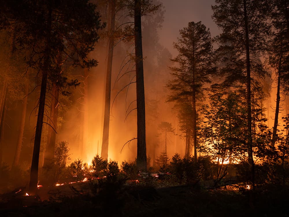 Fires Are Devastating LA. Here’s How to Keep Your Pet Safe