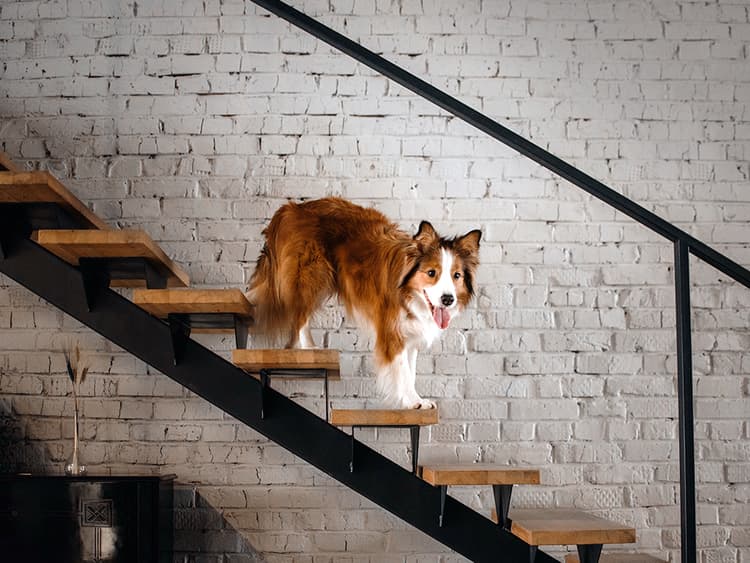 “Why Does My Dog Refuse to Climb Our Open Staircase?”