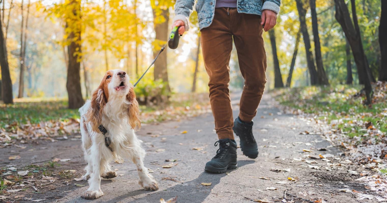 Yes, You Can Train a Dog with Behavioral Issues