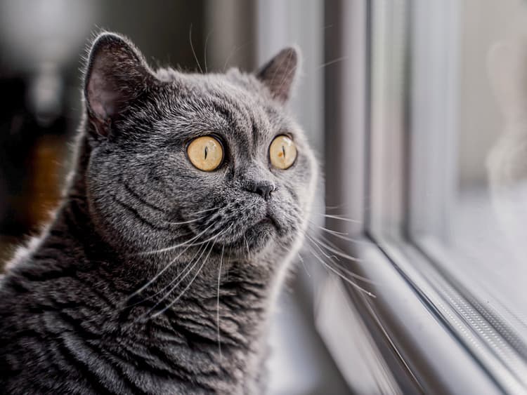 How to Re-Enter Society, According to My Cat