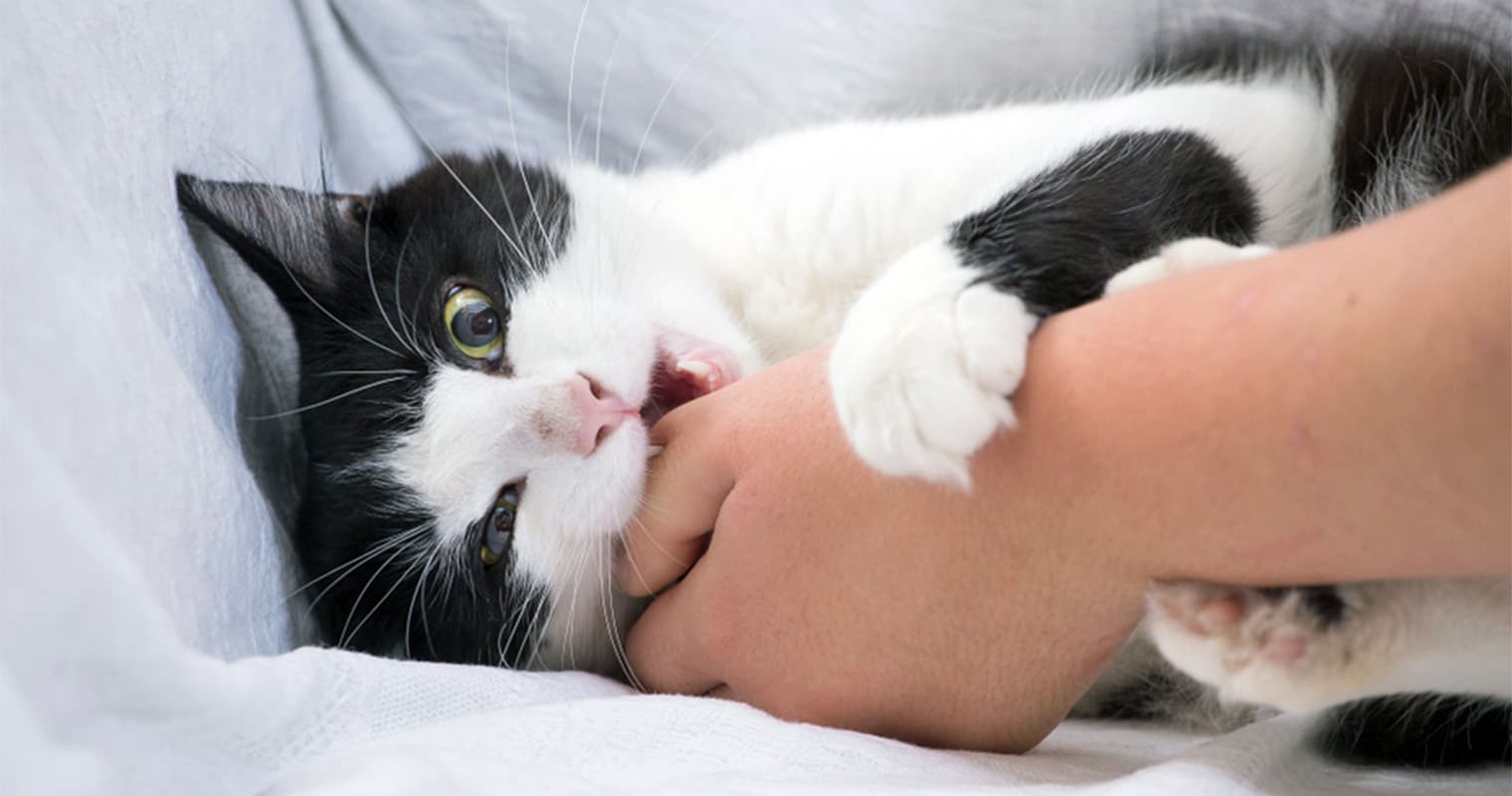 Why Does My Cat Bite Me? Love Bites, Nibbles & More