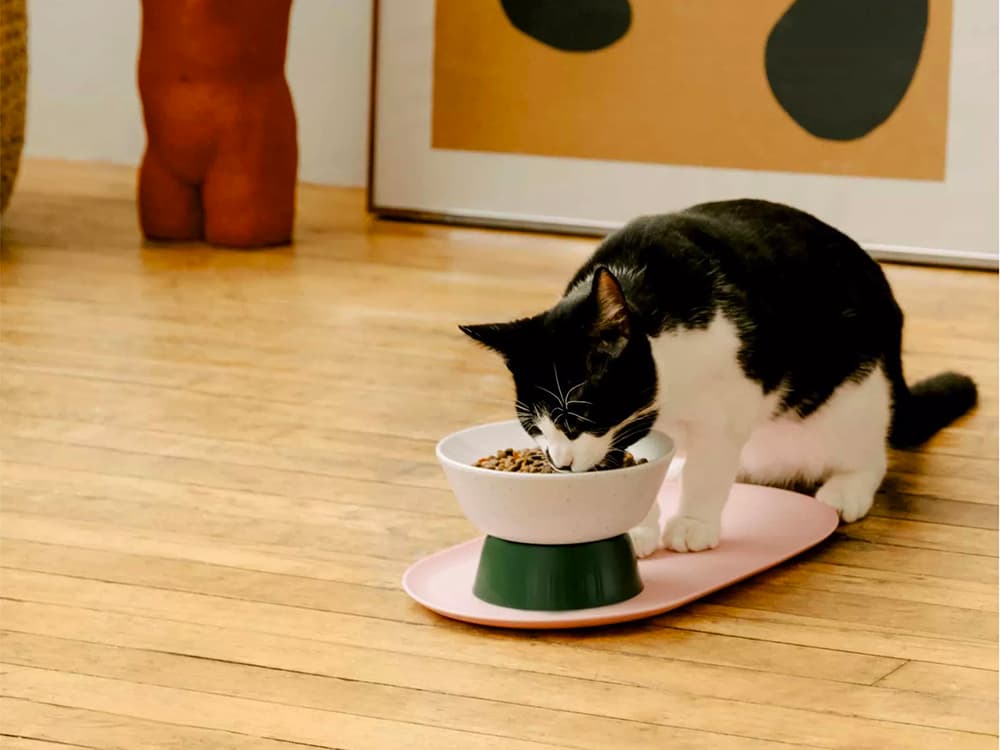 Behind the Brand: Cat Person