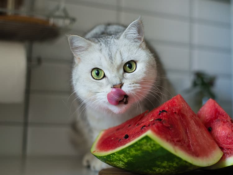 Can Cats Eat Watermelon and Watermelon Rind?
