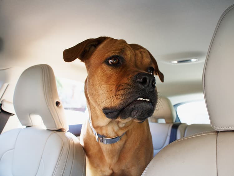 How Do I Stop My Dog From Crying In the Car?