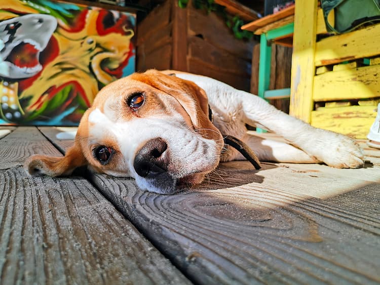 12 Surprising Things Dogs Hate About Summer