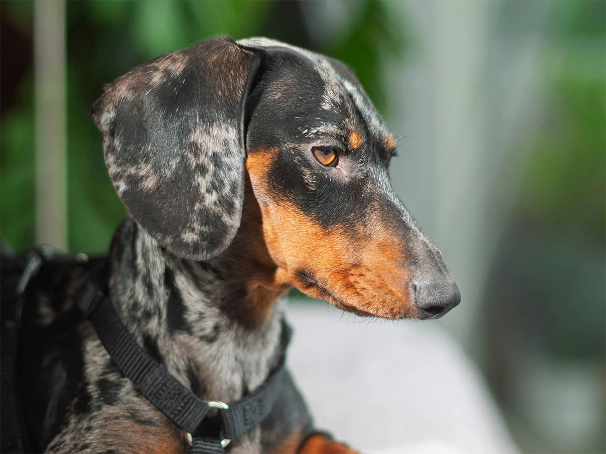 Black merle dachshund dog looking down