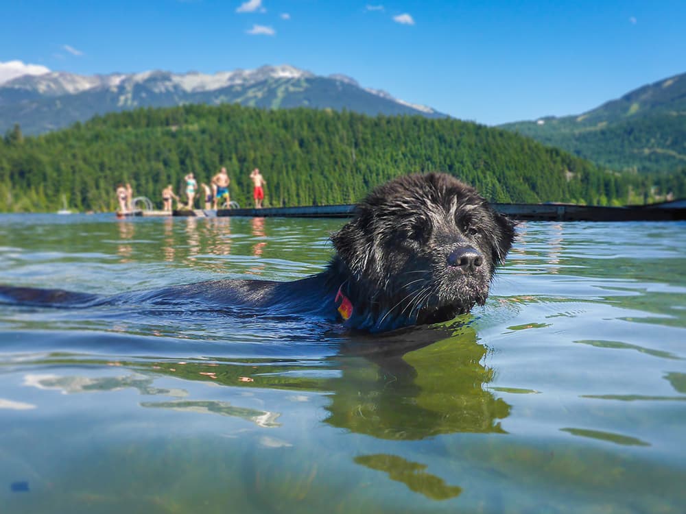 How to Turn Your Dog Into a Swim Fan
