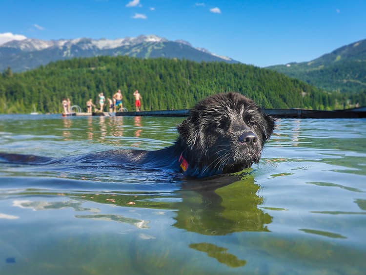 How to Turn Your Dog Into a Swim Fan