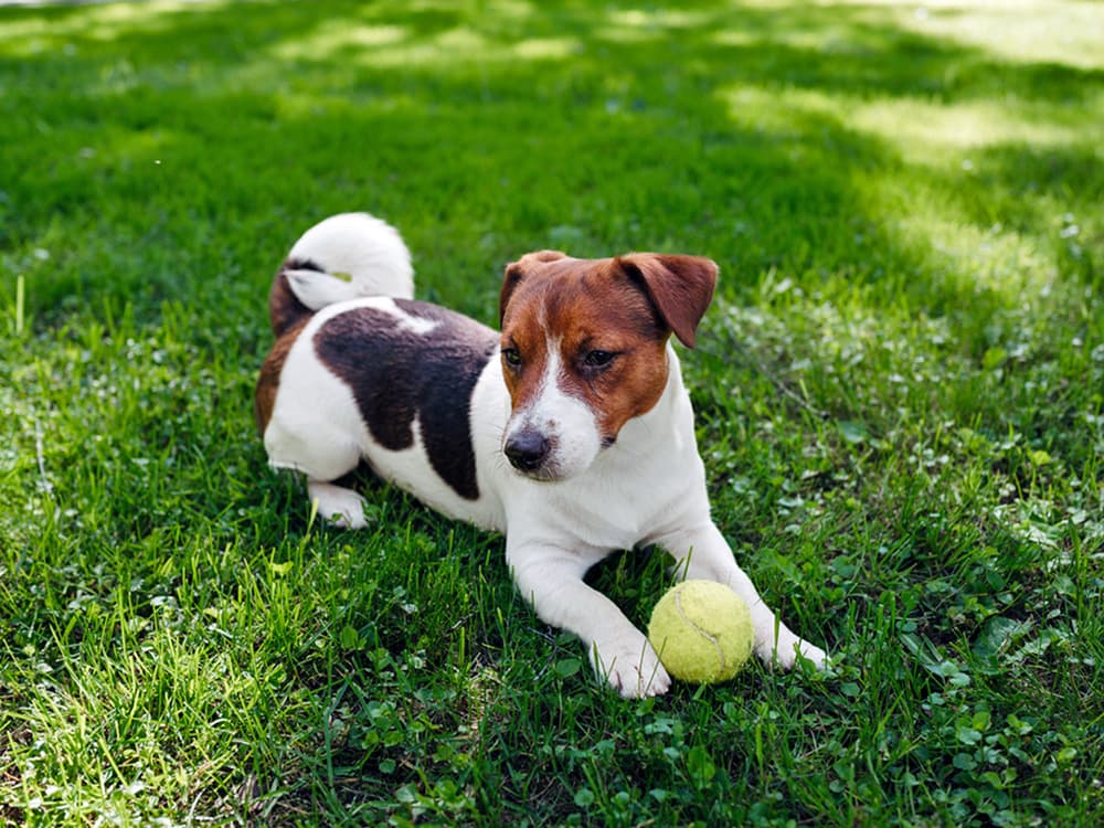 Jack Russell Terrier in the grass