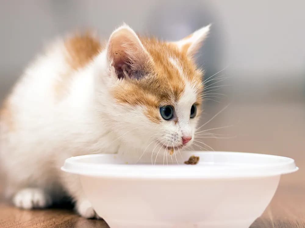 happy kitten eating kibble out of white bowl
