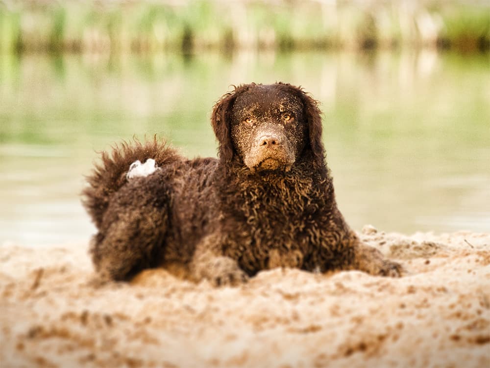 dog lying on sandy beach