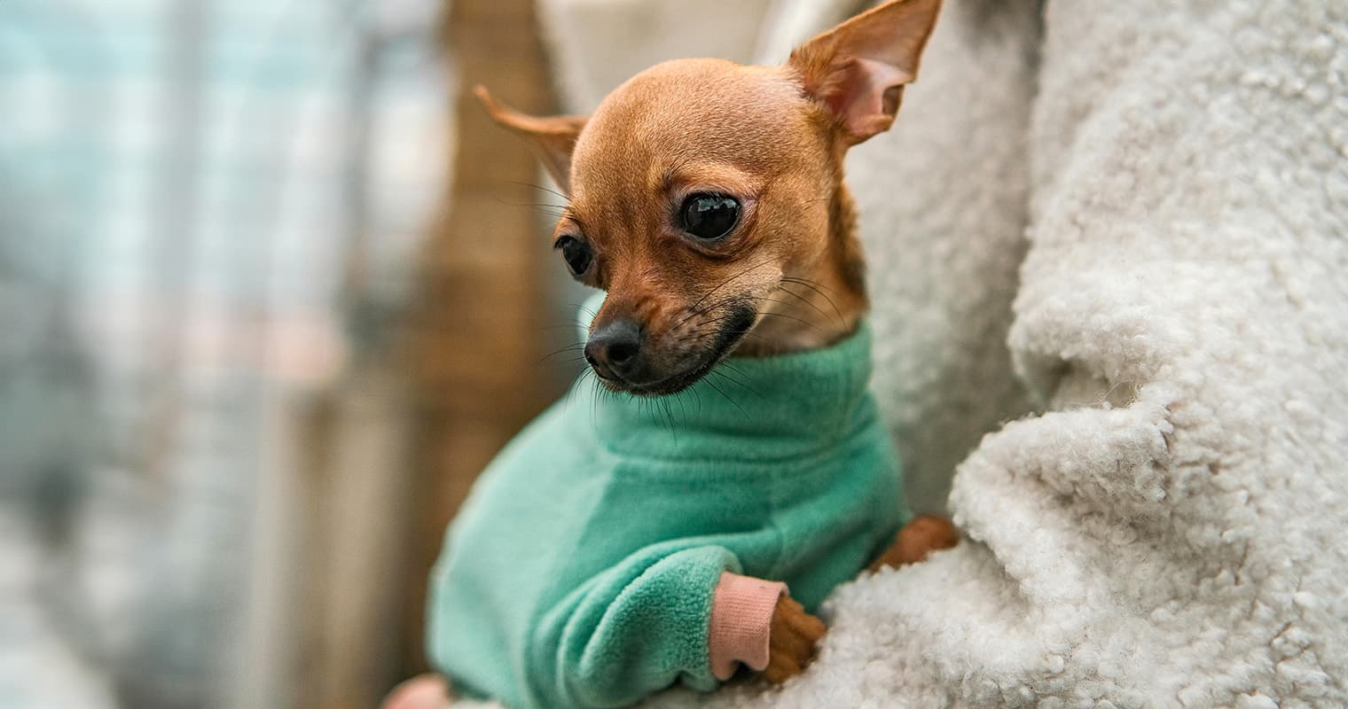 9 Most Common Chihuahua Health Problems
