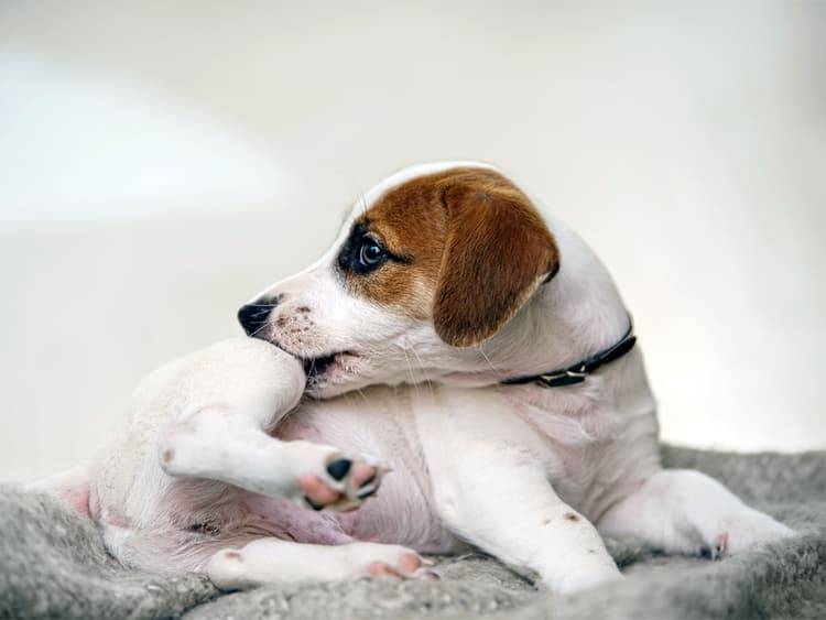 Can Dogs Get Lice? How to Treat and Prevent Lice in Dogs
