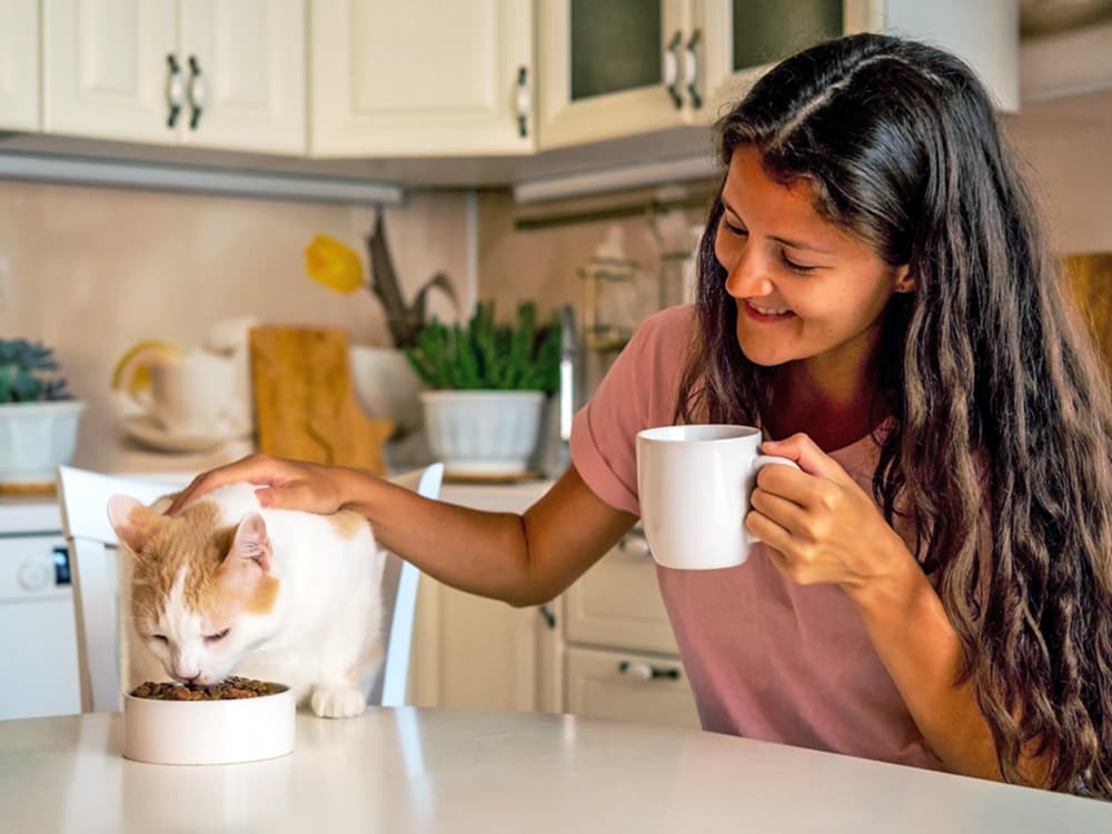 6 Easy Ways to Add Fiber to Your Cat’s Diet