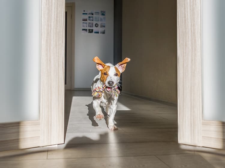 6 Things to Know About Dog Zoomies