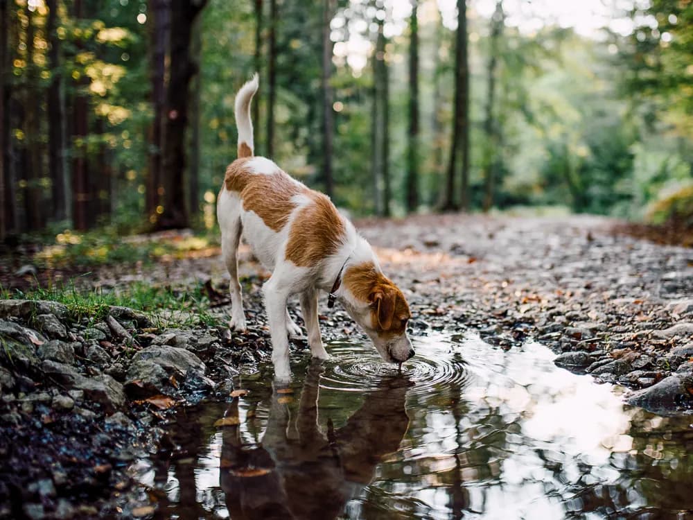 dog drinking stagnant puddle contaminated