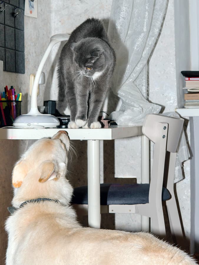 How to Introduce a Scared Cat to a Dog
