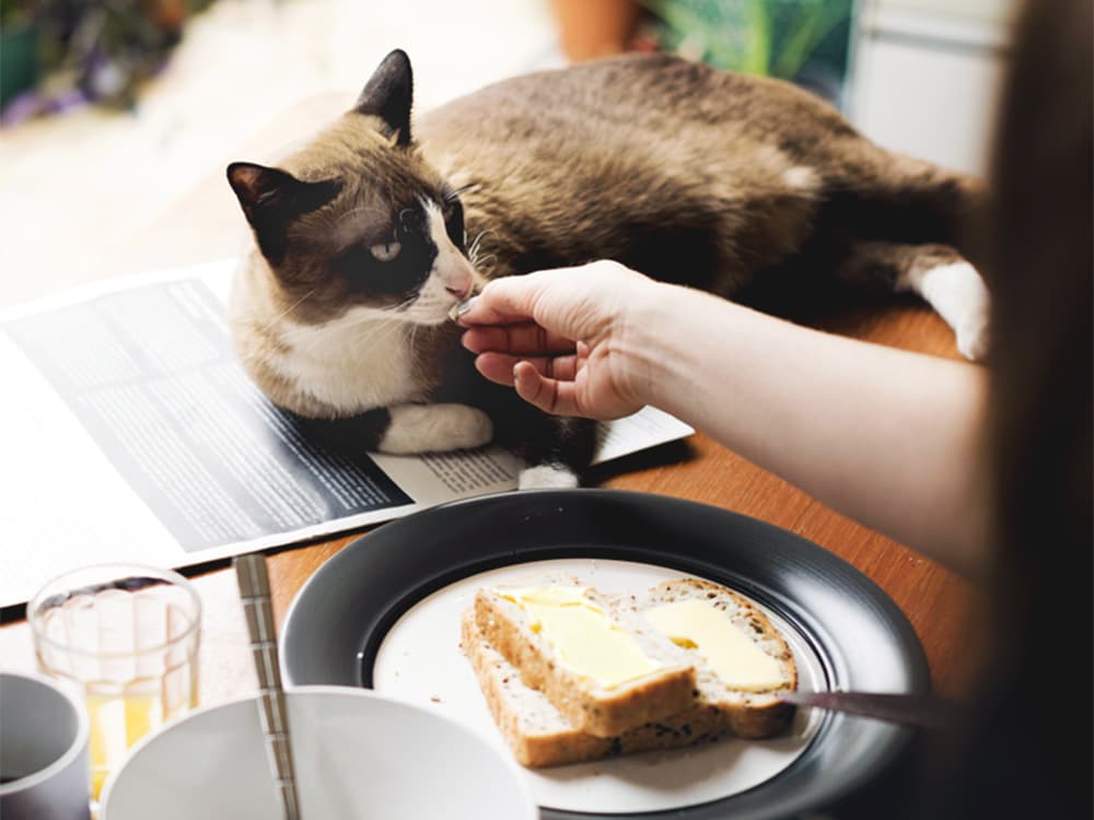 Can Cats Eat Butter?