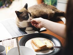 Can Cats Eat Butter?