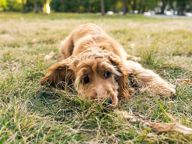 Parvovirus Is Making Dozens of Dogs Sick in Michigan — Here’s What We Know So Far