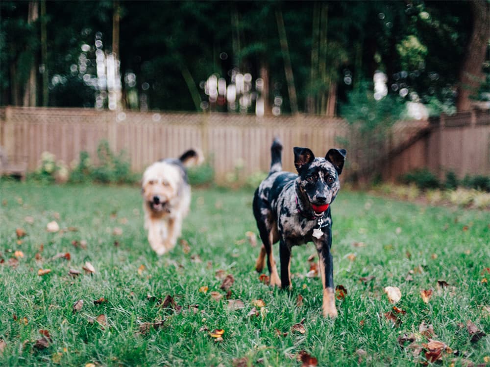 Now You Can Rent a Private Dog Park Just For Your Dog