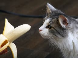 Can Cats Eat Bananas?