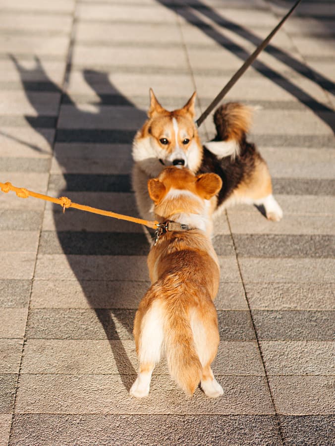 Seriously, Your Dog Does Not Want to Meet Another Dog On-Leash