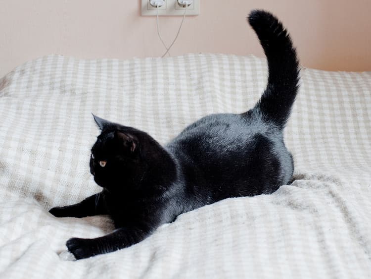 Your Cat’s Erratic Zoomies — Explained