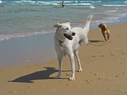 How to Keep Your Three-Legged Dog Outpacing All the Other Pups at the Park
