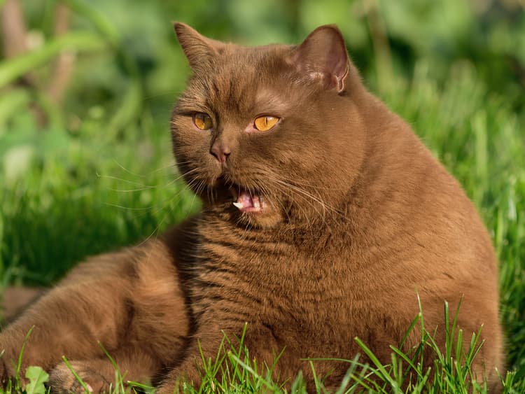 Hairballs: A Tangled Web