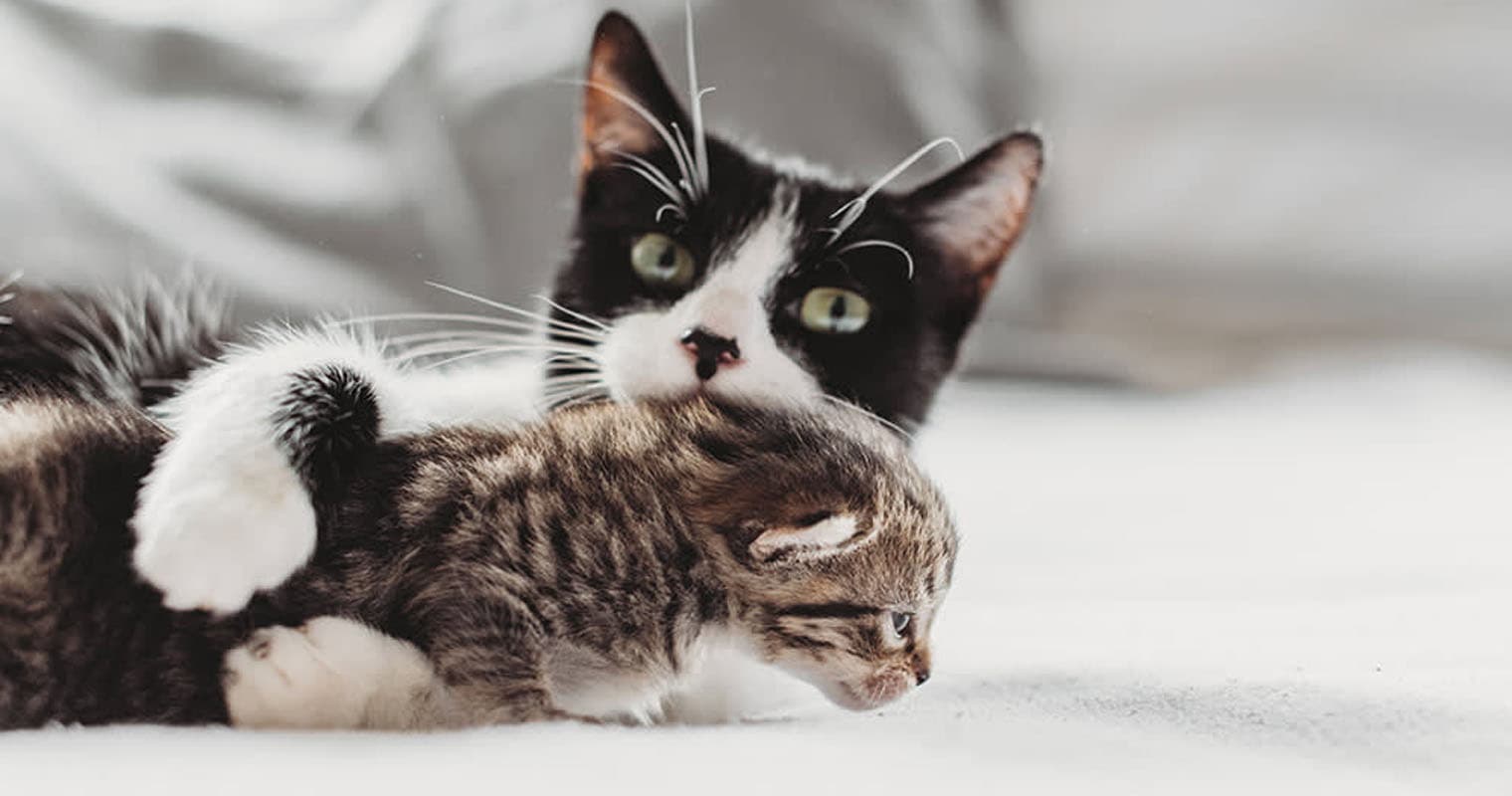 Adopting Older Vs. Younger Pets: How to Decide What’s Right for You