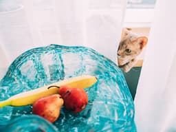 What Fruits and Veggies Can Your Cat Feast On?
