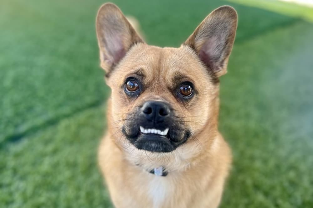 corgi pug mix looking dog