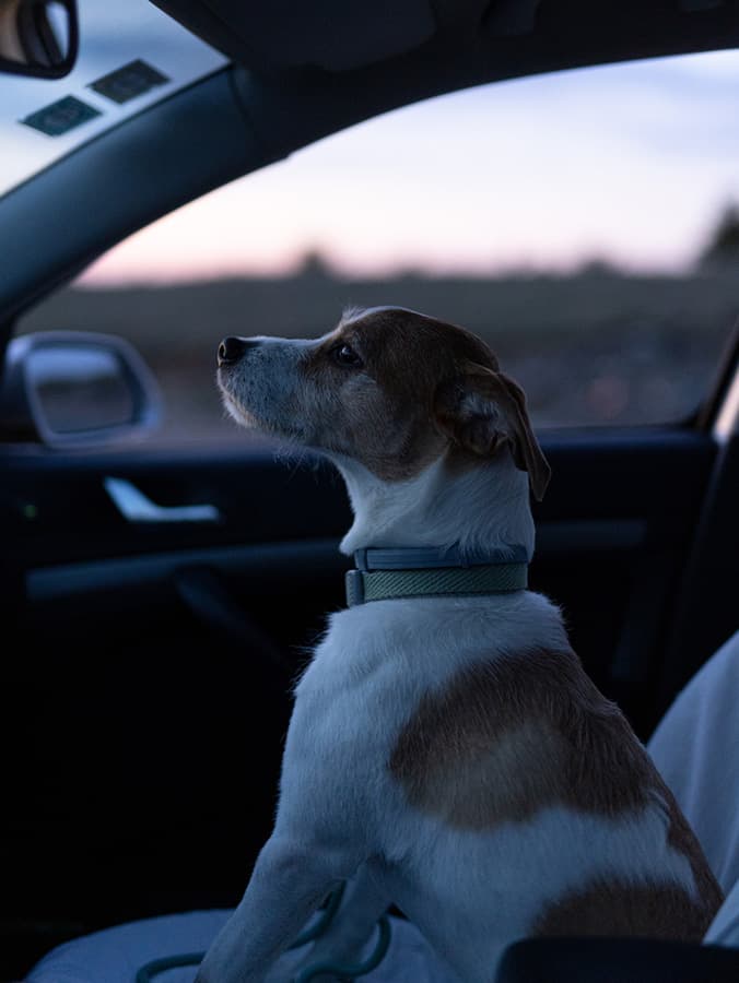 9 Drive-In Movie Theaters Where You Can Bring Your Dog